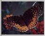 Butterfly3.jpg (3317 bytes)